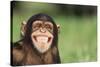 Grinning Chimpanzee-DLILLC-Stretched Canvas