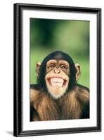 Grinning Chimpanzee-DLILLC-Framed Photographic Print