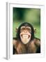 Grinning Chimpanzee-DLILLC-Framed Photographic Print