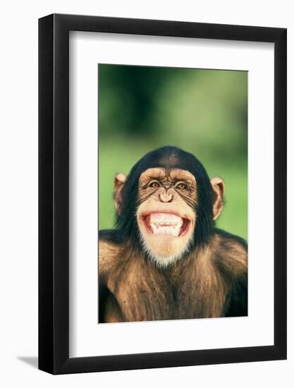 Grinning Chimpanzee-DLILLC-Framed Photographic Print