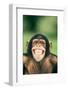 Grinning Chimpanzee-DLILLC-Framed Photographic Print