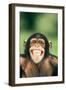 Grinning Chimpanzee-DLILLC-Framed Photographic Print