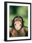 Grinning Chimpanzee-DLILLC-Framed Photographic Print