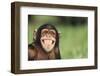 Grinning Chimpanzee-DLILLC-Framed Photographic Print