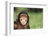 Grinning Chimpanzee-DLILLC-Framed Photographic Print