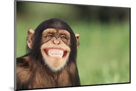 Grinning Chimpanzee-DLILLC-Mounted Photographic Print