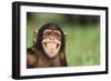 Grinning Chimpanzee-DLILLC-Framed Photographic Print