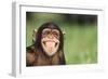 Grinning Chimpanzee-DLILLC-Framed Photographic Print