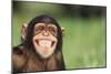 Grinning Chimpanzee-DLILLC-Mounted Photographic Print