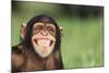 Grinning Chimpanzee-DLILLC-Mounted Photographic Print