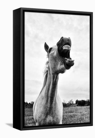 Grinning Horse, Camargue, France-Nadia Isakova-Framed Stretched Canvas