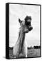 Grinning Horse, Camargue, France-Nadia Isakova-Framed Stretched Canvas