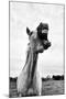 Grinning Horse, Camargue, France-Nadia Isakova-Mounted Photographic Print