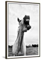 Grinning Horse, Camargue, France-Nadia Isakova-Framed Premium Photographic Print