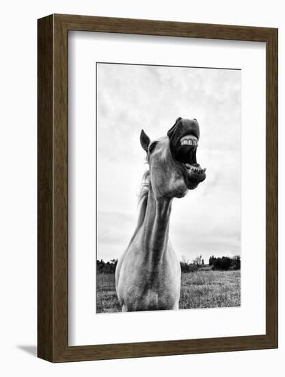 Grinning Horse, Camargue, France-Nadia Isakova-Framed Photographic Print