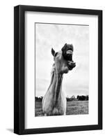 Grinning Horse, Camargue, France-Nadia Isakova-Framed Photographic Print