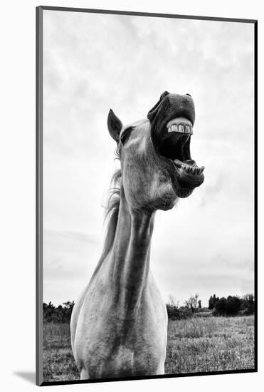 Grinning Horse, Camargue, France-Nadia Isakova-Mounted Photographic Print