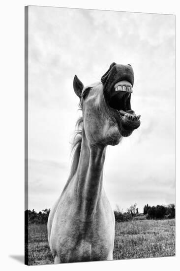 Grinning Horse, Camargue, France-Nadia Isakova-Stretched Canvas