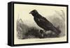 Grip, the Late Charles Dickens' Raven-null-Framed Stretched Canvas