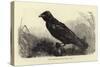 Grip, the Late Charles Dickens' Raven-null-Stretched Canvas