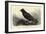 Grip, the Late Charles Dickens' Raven-null-Framed Giclee Print