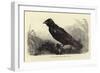 Grip, the Late Charles Dickens' Raven-null-Framed Giclee Print