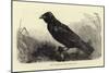 Grip, the Late Charles Dickens' Raven-null-Mounted Giclee Print