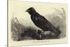 Grip, the Late Charles Dickens' Raven-null-Stretched Canvas