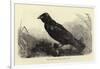 Grip, the Late Charles Dickens' Raven-null-Framed Giclee Print