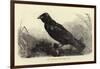 Grip, the Late Charles Dickens' Raven-null-Framed Giclee Print