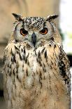 Horned Owl-Gripfast-Photographic Print