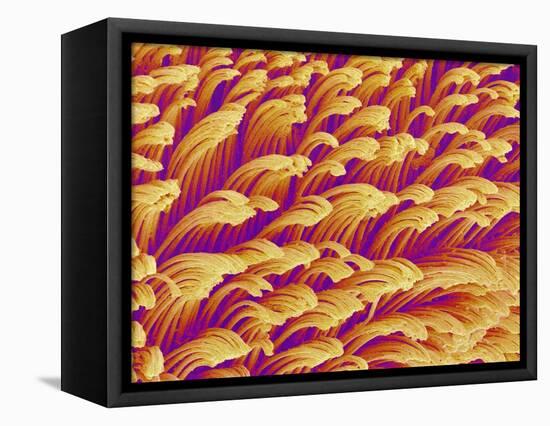 Gripping Fibers on Foot of a Gecko-Micro Discovery-Framed Stretched Canvas