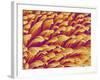 Gripping Fibers on Foot of a Gecko-Micro Discovery-Framed Photographic Print