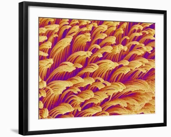 Gripping Fibers on Foot of a Gecko-Micro Discovery-Framed Photographic Print