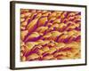 Gripping Fibers on Foot of a Gecko-Micro Discovery-Framed Photographic Print