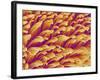 Gripping Fibers on Foot of a Gecko-Micro Discovery-Framed Photographic Print