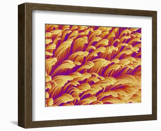 Gripping Fibers on Foot of a Gecko-Micro Discovery-Framed Photographic Print