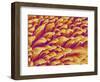 Gripping Fibers on Foot of a Gecko-Micro Discovery-Framed Photographic Print