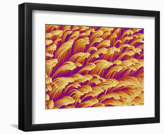 Gripping Fibers on Foot of a Gecko-Micro Discovery-Framed Photographic Print