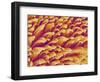 Gripping Fibers on Foot of a Gecko-Micro Discovery-Framed Photographic Print