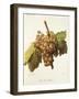 Gris De Salces Grape-A. Kreyder-Framed Giclee Print