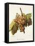 Gris De Salces Grape-A. Kreyder-Framed Stretched Canvas