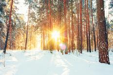 Sunset Sunrise in Atumn Coniferous Forest Trees. Nature Woods. HDR-Grisha Bruev-Photographic Print