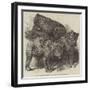 Grisly Bears, in the Gardens of the Zoological Society, Regent's Park-Harrison William Weir-Framed Giclee Print