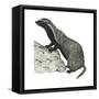 Grison (Galictis), Mammals-Encyclopaedia Britannica-Framed Stretched Canvas