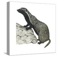 Grison (Galictis), Mammals-Encyclopaedia Britannica-Stretched Canvas