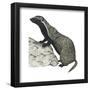 Grison (Galictis), Mammals-Encyclopaedia Britannica-Framed Poster