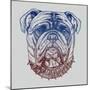 Gritty Bulldog-Rachel Caldwell-Mounted Art Print