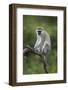 Grivet (Chlorocebus Aethiops), Ngorongoro Crater, Tanzania, East Africa, Africa-James Hager-Framed Photographic Print