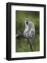 Grivet (Chlorocebus Aethiops), Ngorongoro Crater, Tanzania, East Africa, Africa-James Hager-Framed Photographic Print